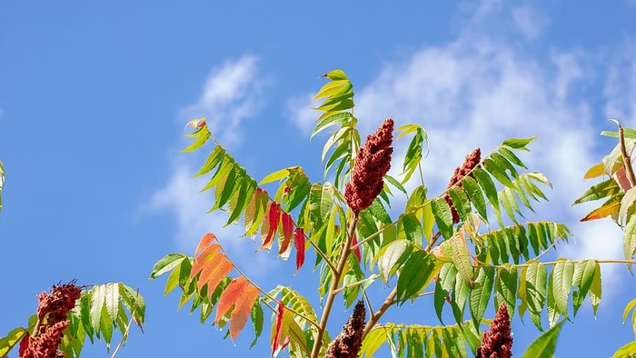 植物、天空、自然、日落、云朵、日出、心情、大气