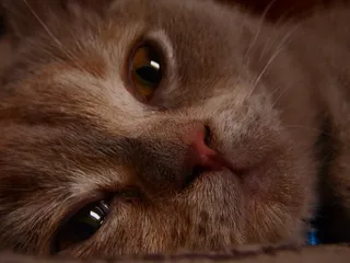 猫，特写，小猫，小猫，丁香，英国人，动物，小猫