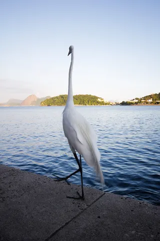 海洋附近的白鹭