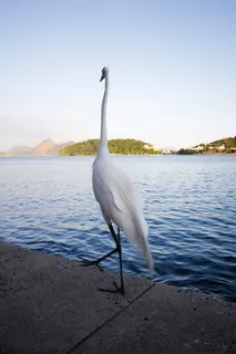 海洋附近的白鹭 海洋附近的白鹭