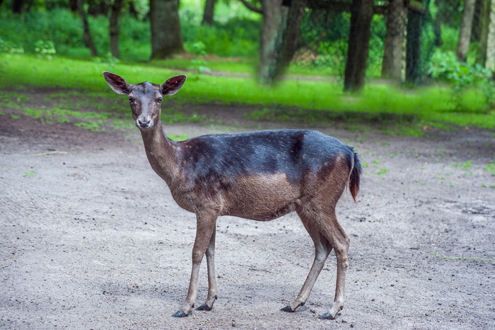 damm wild，nature，animal world，close，野生动物摄影，动物主题，动物，哺乳动物