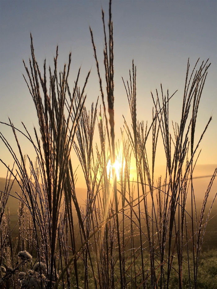 草, 日出, 自然, morgenstimmung, 草, 天空, 浪漫, 牧歌