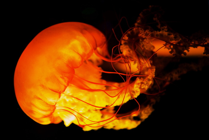 美国, 明尼阿波利斯, 发光, 果冻鱼, 水, 光, 舞蹈, 无脊椎动物