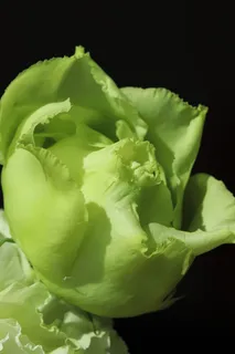 花,美,自然,植物,花瓣,花,花,季节 花,美,自然,植物,花瓣,花,花,季节