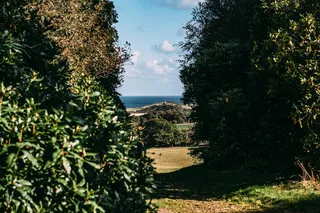 绿色灌木丛间的海洋照片