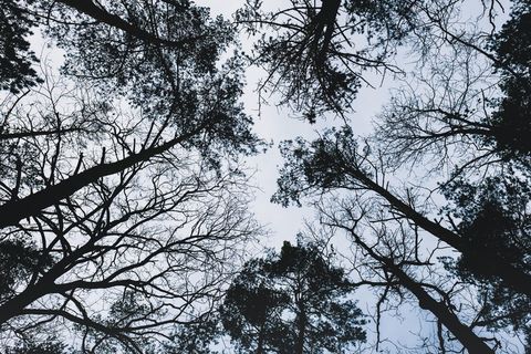 奥地利, straßertale 街, 野生动物, 树, 树, 森林, 荒野, 户外 奥地利, straßertale 街, 野生动物, 树, 树, 森林, 荒野, 户外