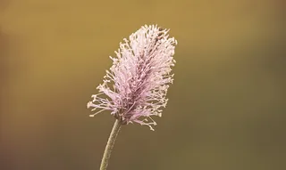 芭蕉，开花，开花，植物，自然，粉红色，芭蕉温室，关闭