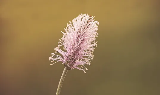 芭蕉,开花,开花,植物,自然,粉红色,芭蕉温室,关闭 芭蕉,开花,开花,植物,自然,粉红色,芭蕉温室,关闭