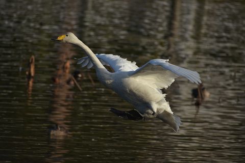 动物，湖泊，水边，鸟，野鸟，水禽，田野，天鹅