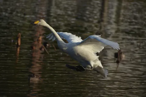 动物，湖泊，水边，鸟，野鸟，水禽，田野，天鹅