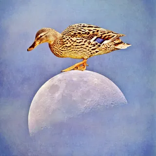 有趣，幽默，有趣，鸭子，月亮，月亮上的鸭子，天空，概述