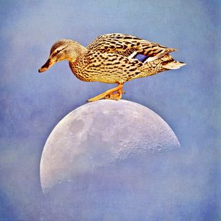 有趣，幽默，有趣，鸭子，月亮，月亮上的鸭子，天空，概述