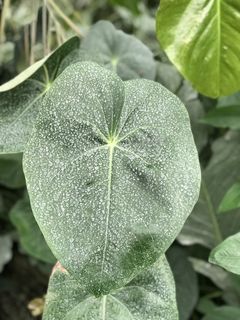 叶子，植物，绿色，天然，植物，树叶，自然，树木