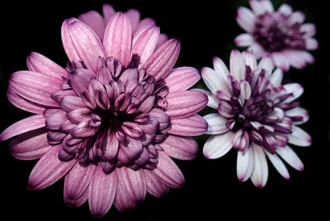 雏菊,非洲,花,花园,自然,开花植物,花,脆弱 雏菊,非洲,花,花园,自然,开花植物,花,脆弱