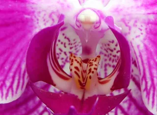 淡粉色兰花的特写镜头。