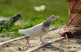 鸽子，白鸽，白色，鸽子，鸽子，鸟，羽毛，和平