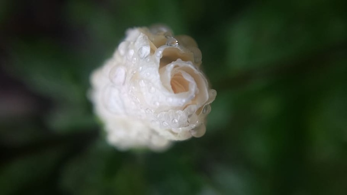 花蕾。