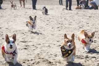 美国、旧金山、海洋海滩、跑步、班达纳、阳光、科吉斯、狗