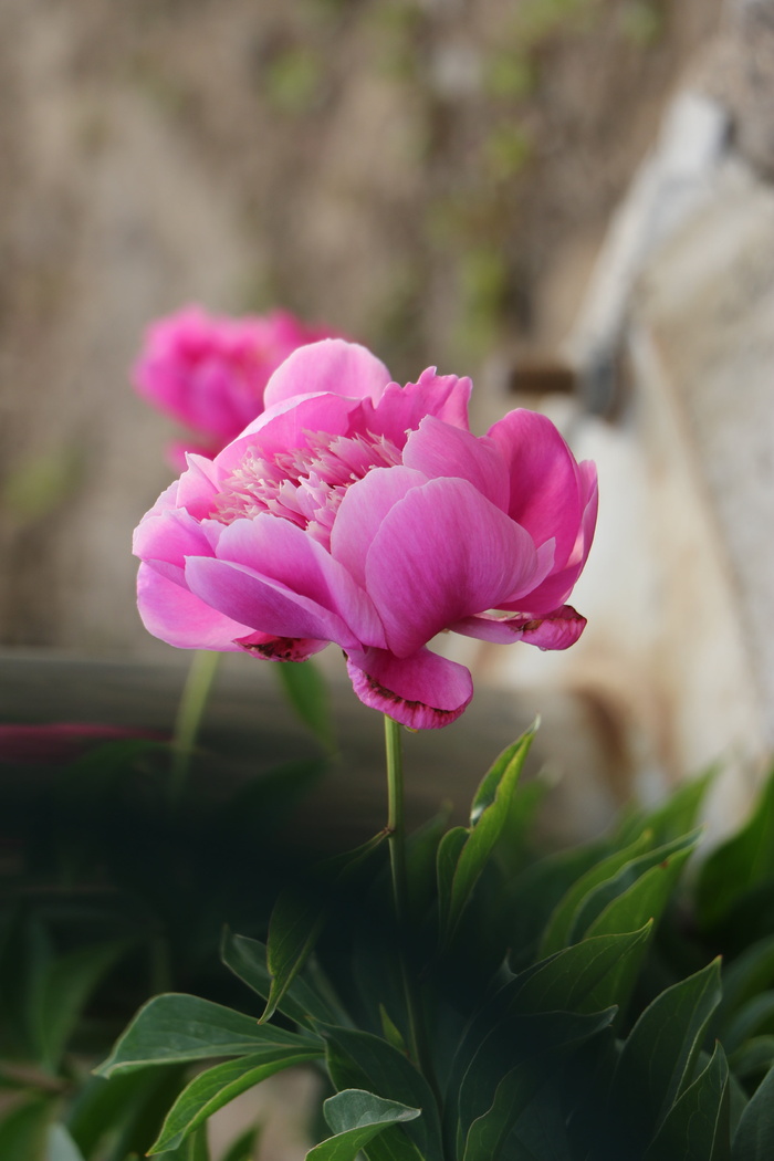 中国草本牡丹，花，粉红色，粉红色，开花植物，植物，自然美，新鲜度