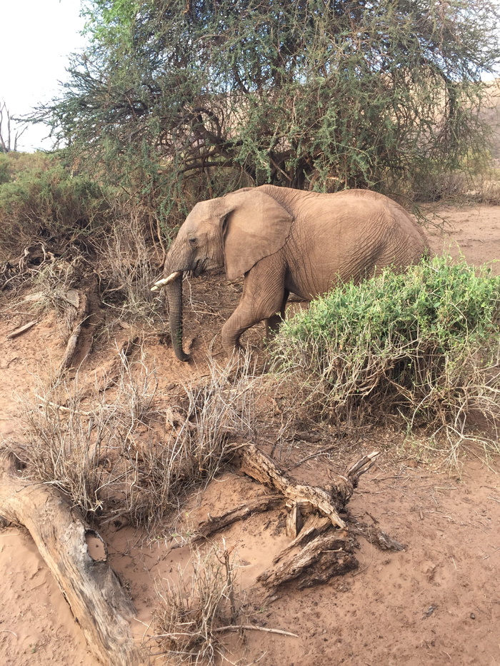 肯尼亚、动物、非洲、大草原、大象、树木、动物主题、植物
