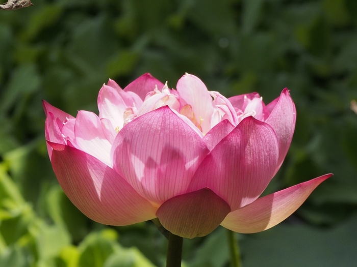 莲花，复合瓣，粉红色，开花，花朵，开花植物，脆弱性，花瓣