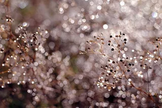 圣诞树的散焦图像