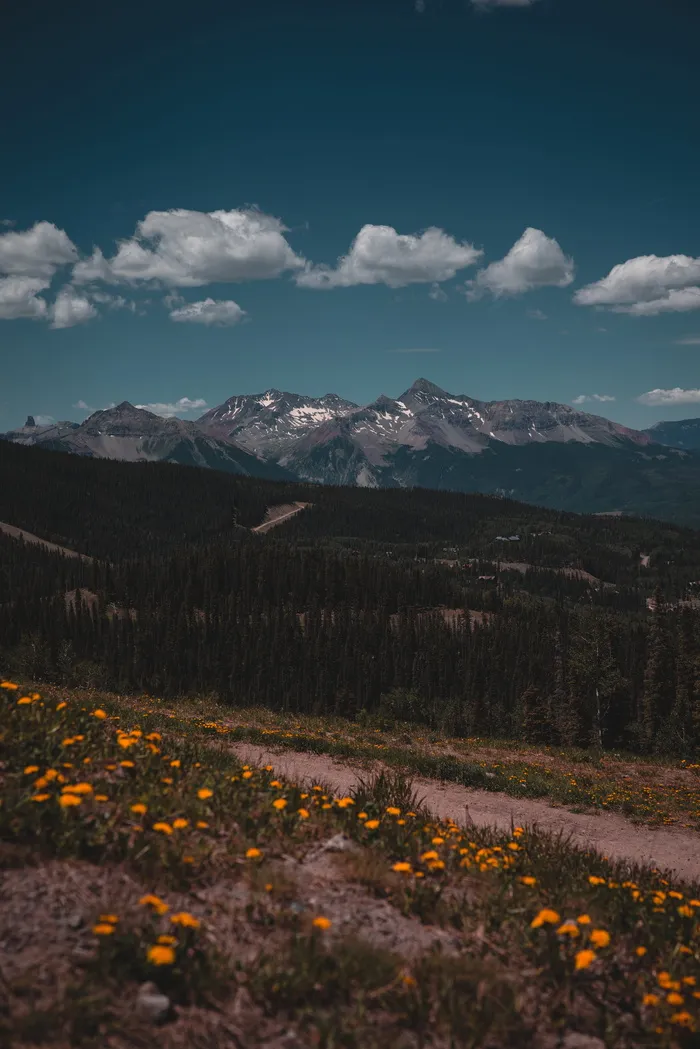 草地上的橙色花朵