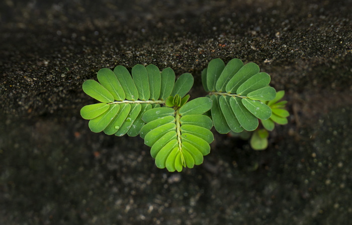 生活, 罗望子树, 胚芽, 悬崖, 块茎, 绿色, 性质, 植物部分