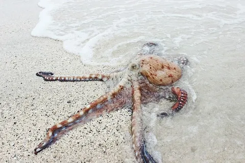 动物,海滩,大自然,海洋,章鱼,户外,沙滩,海洋 动物,海滩,大自然,海洋,章鱼,户外,沙滩,海洋