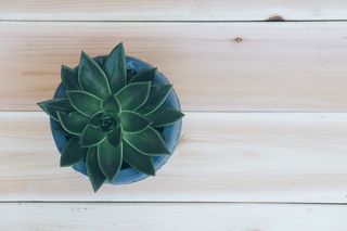 蓝盆肉质植物的顶视图照片