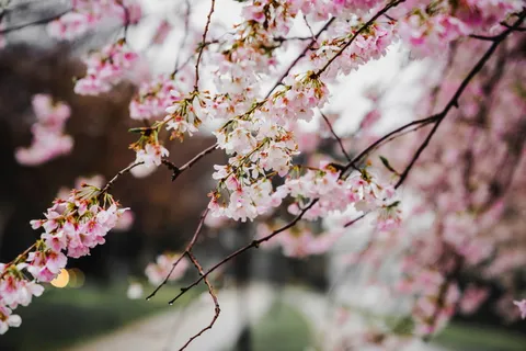 微距摄影, 白色, 鲜花, 粉红色, 花, 花, 绽放, 花瓣 微距摄影, 白色, 鲜花, 粉红色, 花, 花, 绽放, 花瓣