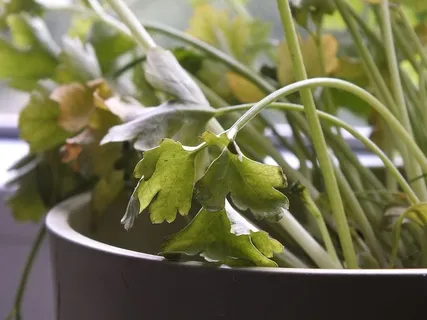 欧芹,老,药草,食物,食谱,餐桌,美味,面条 欧芹,老,药草,食物,食谱,餐桌,美味,面条