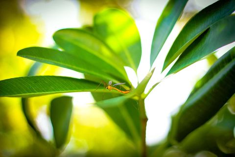 自然，微距照片，蝴蝶，动物，夏天，摄影，昆虫，焦点