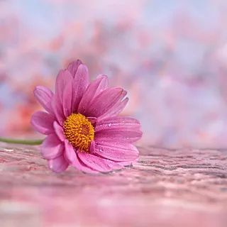 静物画,花,玛格丽特,银合欢,夏花,桂花,单花,躺着 静物画,花,玛格丽特,银合欢,夏花,桂花,单花,躺着