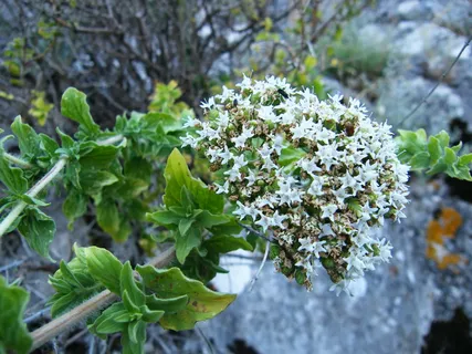 牛至,百里香,花,自然,植物,生长,叶,绿色 牛至,百里香,花,自然,植物,生长,叶,绿色