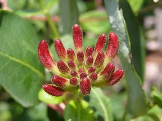 植物，自然，微红，多毛，热带，异国情调，生长，自然之美