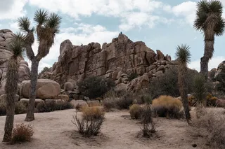 石山附近绿叶茂盛的树木