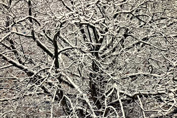 树顶，树枝，满是雪的树枝，雪树，冬天，纠结，纠结的树枝，季节性