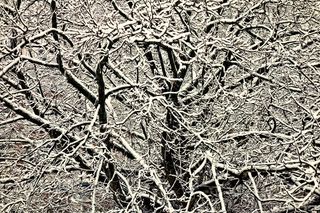 树顶，树枝，满是雪的树枝，雪树，冬天，纠结，纠结的树枝，季节性