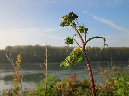 当归, 野生当归, 野花, 植物, 物种, 植物学, 植物区系, 花序 当归, 野生当归, 野花, 植物, 物种, 植物学, 植物区系, 花序