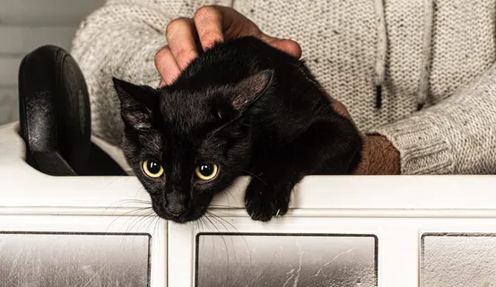 猫，动物，家养，尼斯，家养动物，宠物，哺乳动物，家猫