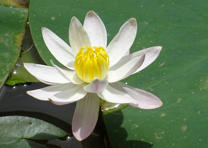 百合，花，睡莲，睡莲，百合，花，香蕉百合，白色，花瓣