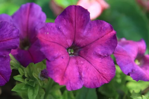 花,植物,牵牛花,开花植物,脆弱性,脆弱性,花瓣,新鲜度 花,植物,牵牛花,开花植物,脆弱性,脆弱性,花瓣,新鲜度