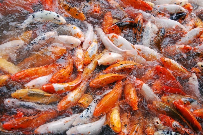 锦鲤学校，鱼，鱼塘，自然，锦鲤，动物，日本，五颜六色