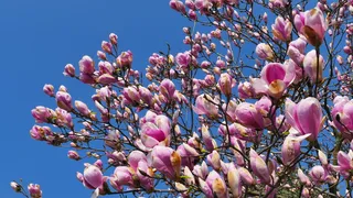 木兰、花、春天、树、粉红色、植物、木兰、鲜艳