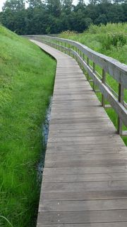 草，自然，夏天，指示，木材，植物，前进的道路，绿色