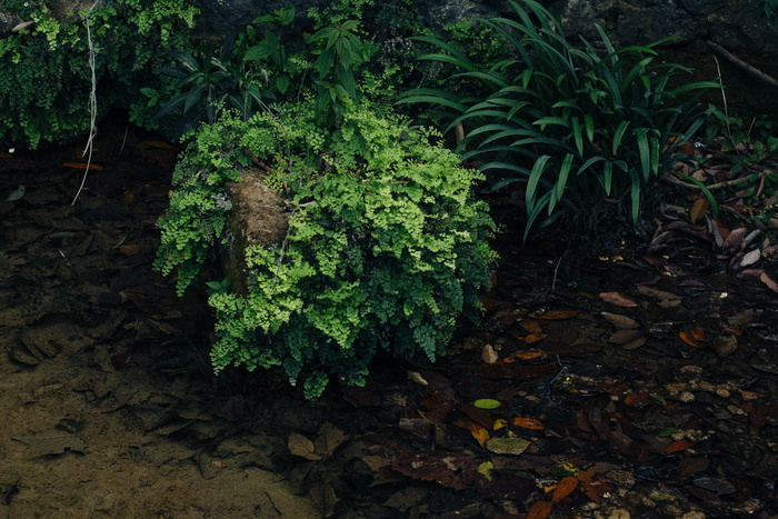 墨西哥、圣地亚哥、卡巴洛可乐、自然、湖泊、秋天、沃尔帕珀、绿色