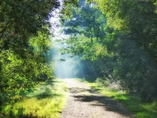 hurn forest，英国，灯光，森林，美丽，绿色，步行，森林