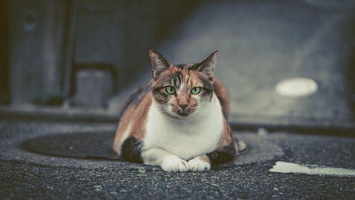 猫躺在人行道上的照片