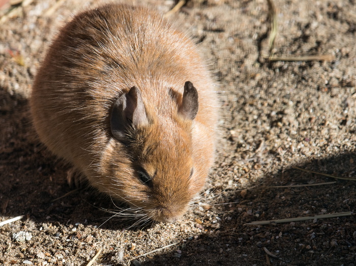 degus，啮齿动物，哺乳动物，动物，动物世界，内格尔，可爱，毛皮